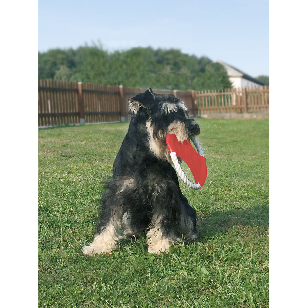 Hunde-Wurfscheibe als Werbeartikel mit Logo bedrucken